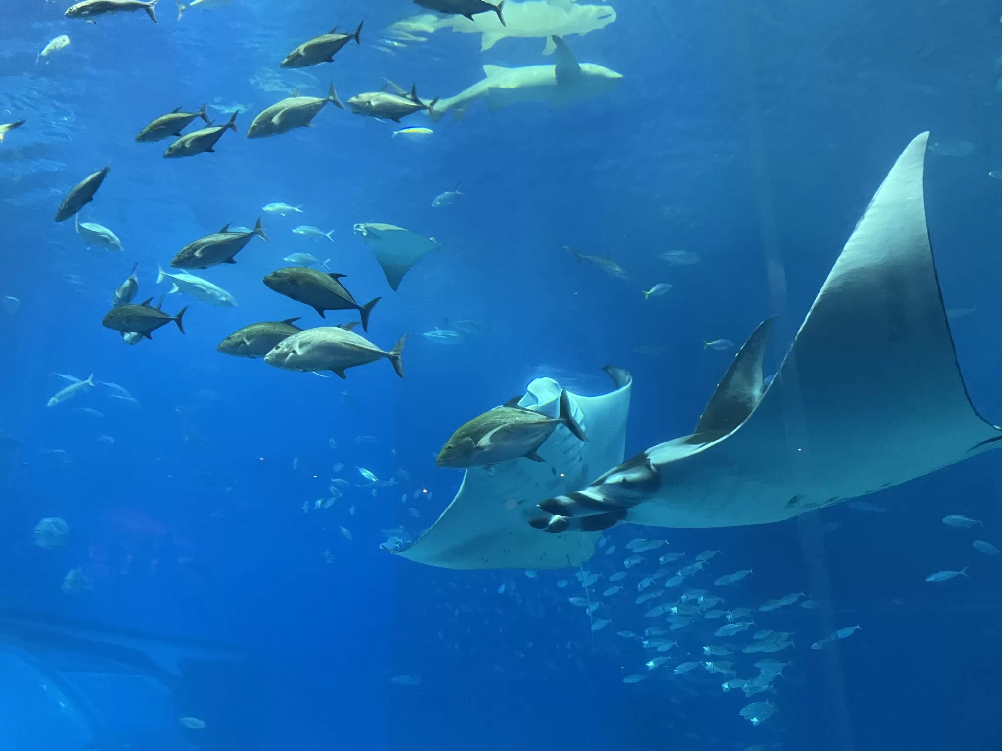 美麗海水族館