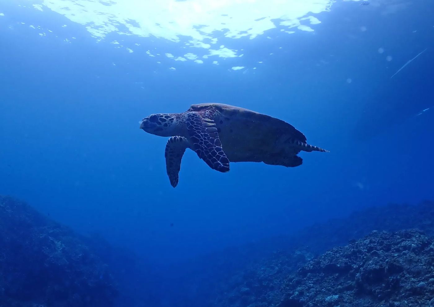 沖縄の海を泳ぐアオウミガメ