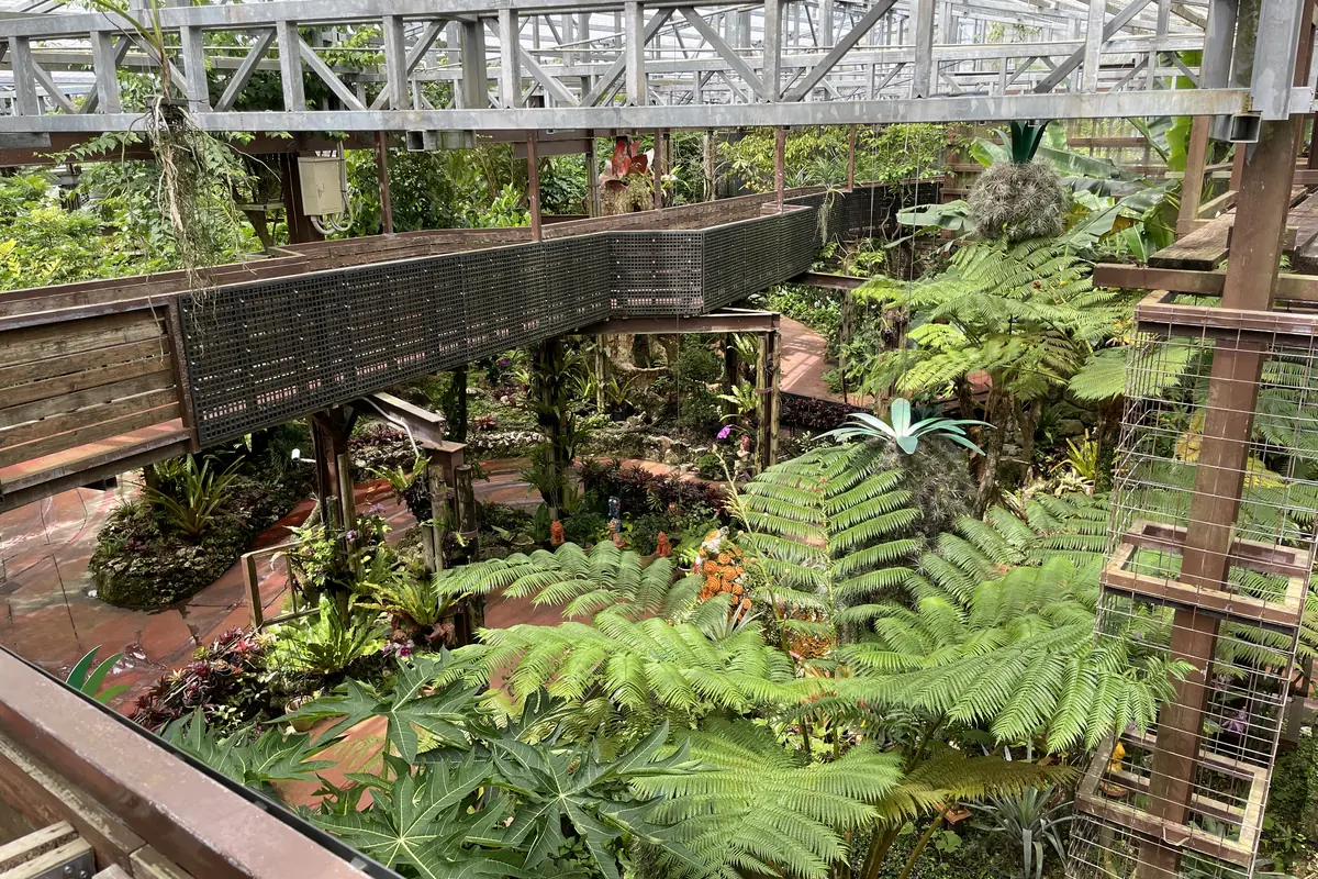 空中遊歩道から見下ろした植物園。ヒカゲヘゴなどの大きなシダが茂っている