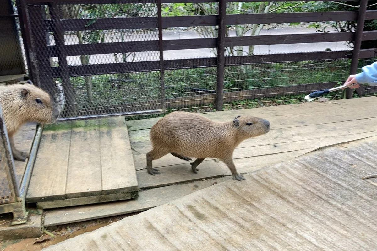 通路を歩くカピバラ。手前に来園者の足元が写っている